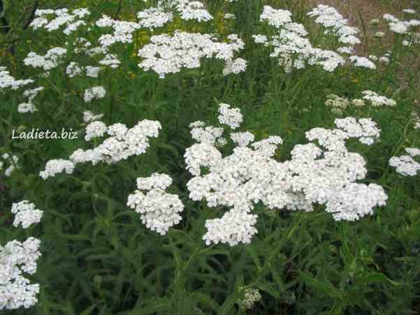 Achillea millefoglie