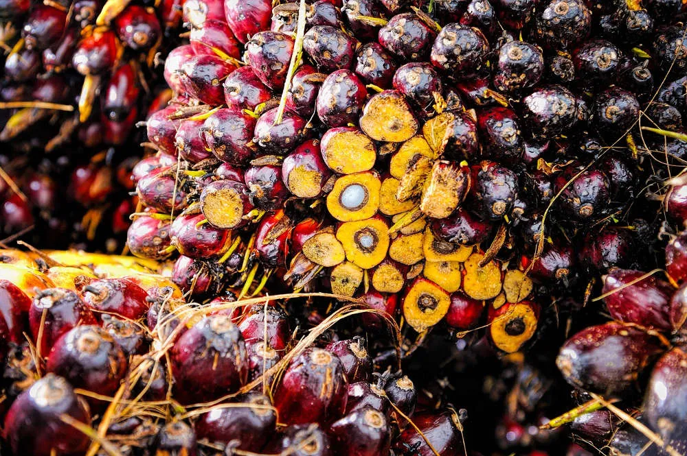 olio di palma