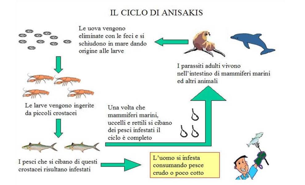ciclo vitale di anisakis