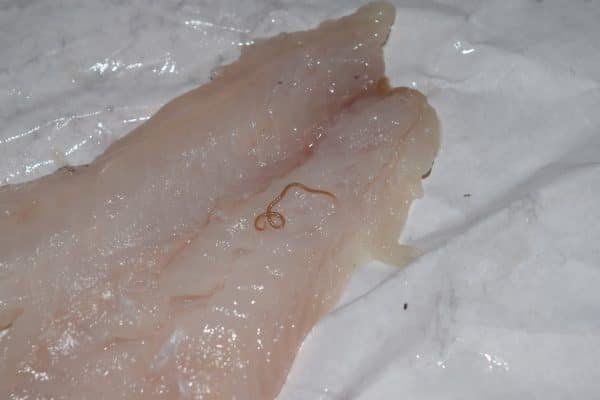 eliminare l'anisakis dai pesci