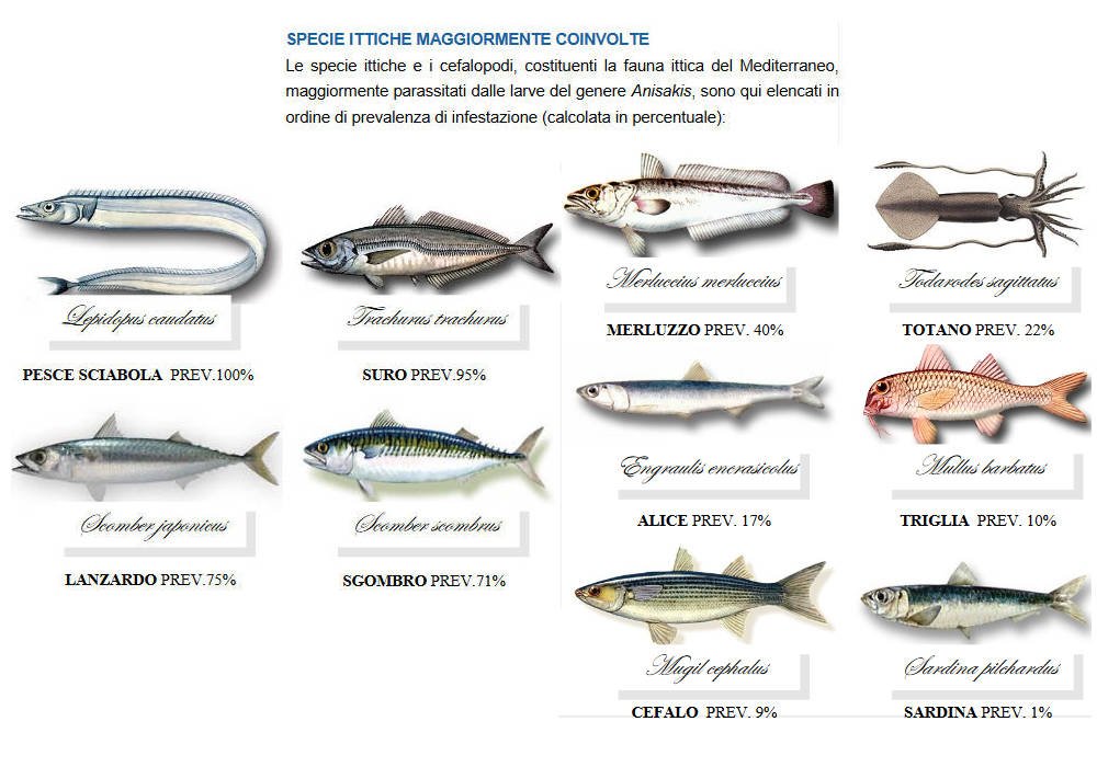 specie ittiche infestate anisakis