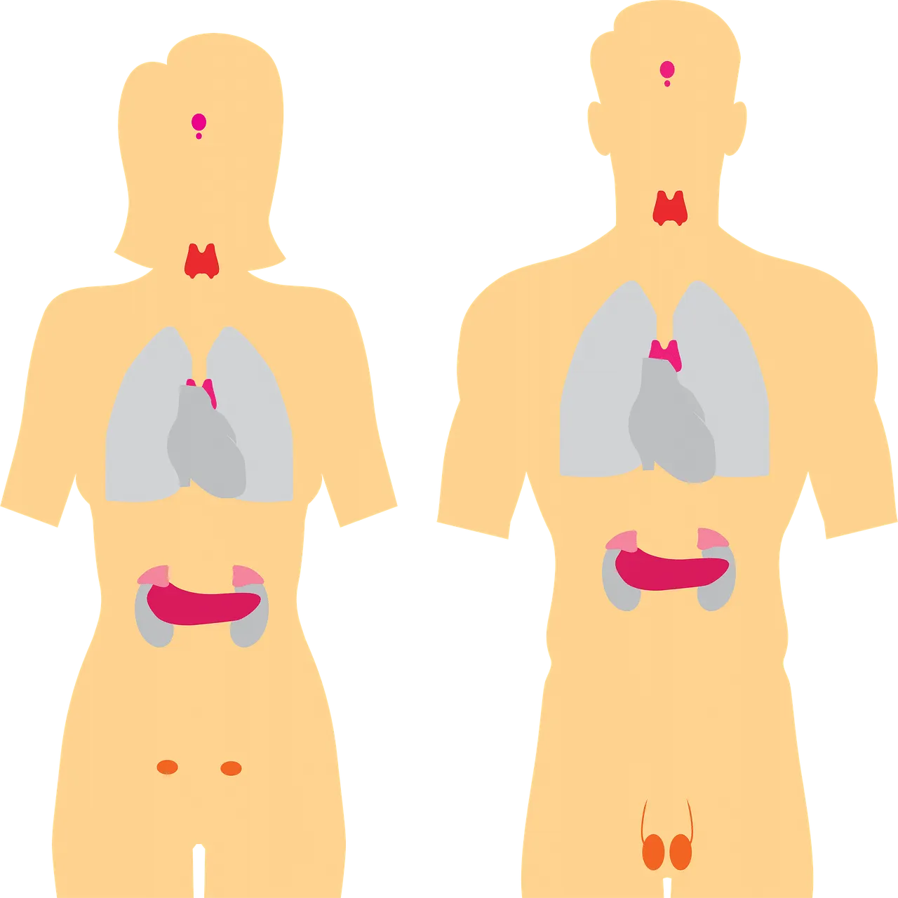 ghiandole endocrine